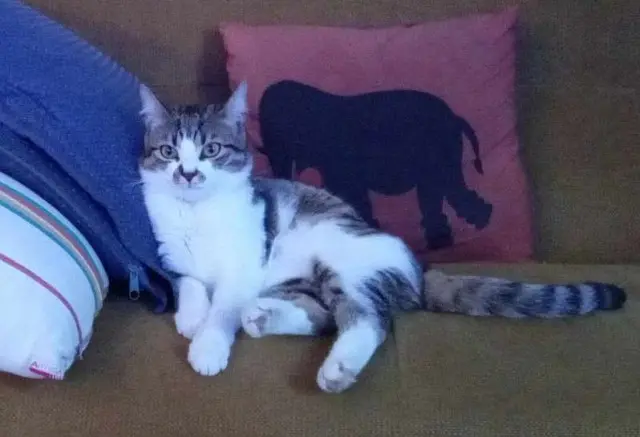 chatte reunited   28100 Dreux TOUPIE