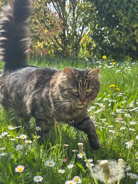 chatte reunited   28130 Houx Uguette