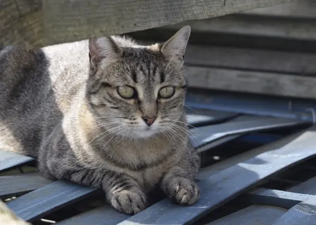 chatte reunited   29460 Daoulas Aria