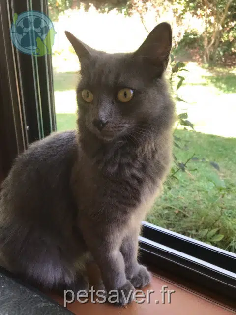 chatte reunited 29480 Le Relecq-Kerhuon Athena