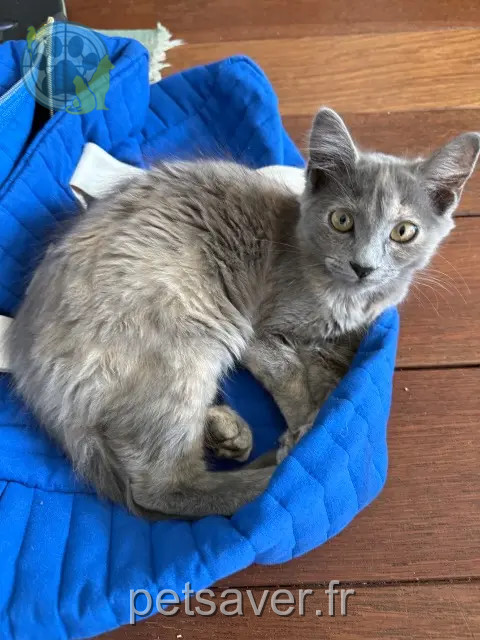 gatta reunited 29600 Morlaix Aya