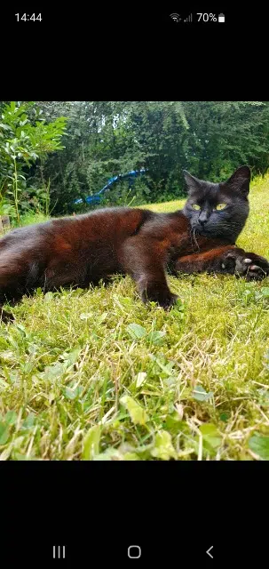 chatte reunited   29000 Quimper Bambou