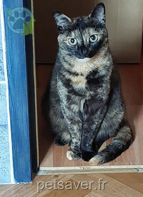 chatte reunited 29590 Pont-de-Buis-lès-Quimerch Belle