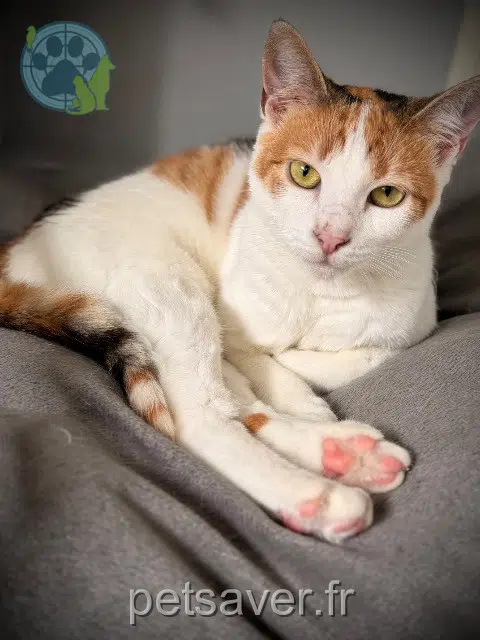 chatte reunited 29200 Brest Lapetite