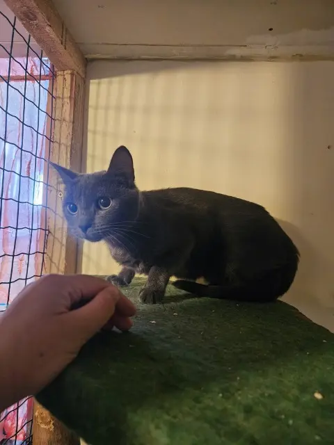 chatte reunited   29200 Brest Mistigris