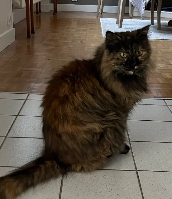 cat reunited   29200 Brest Mélodie