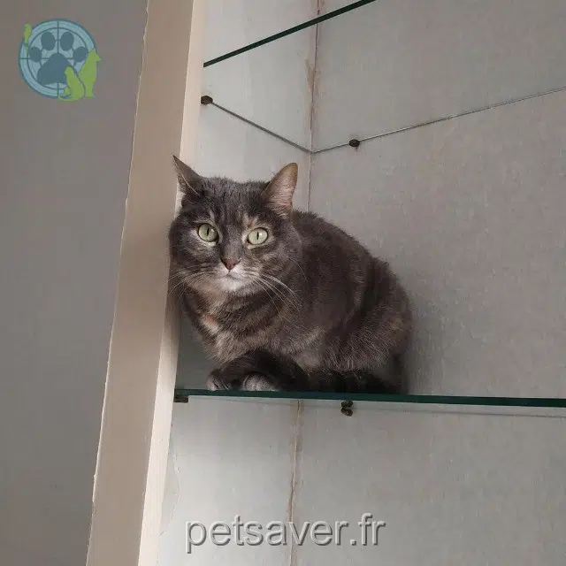chatte reunited   29200 Brest Nausicaä