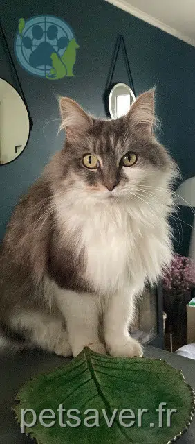 chatte reunited 29200 Brest Rose