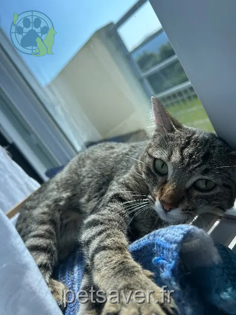 chatte reunited 29200 Brest Rosy