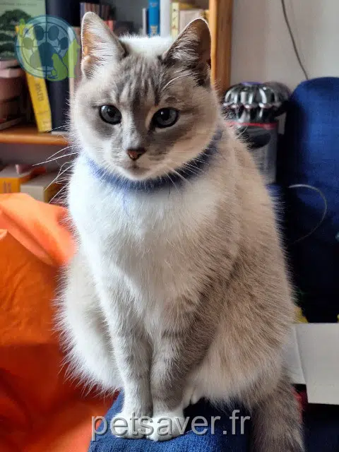chatte reunited   29200 Brest Simone