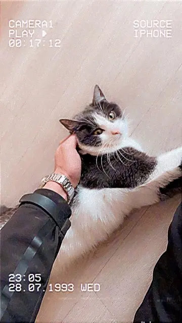 chatte reunited   29200 Brest Syra
