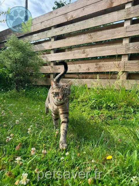 chatte reunited 29200 Brest Yuzu