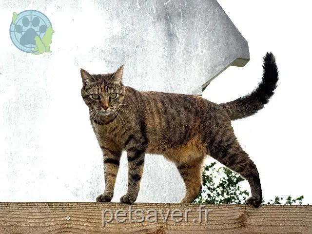 chatte reunited 29200 Brest Yuzu