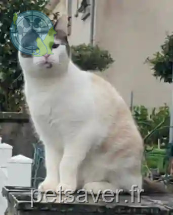 Chatte Trouvée 29 Finistère - Caïna Chatte Trouvée 29 Finistère - Caïna