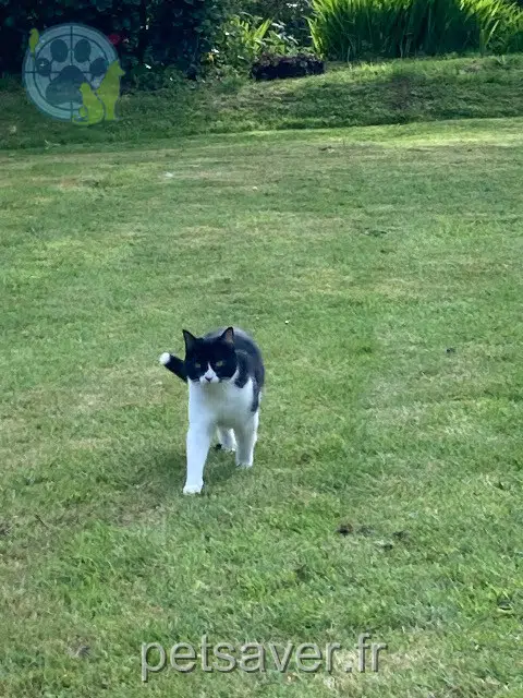 chatte reunited   29800 Landerneau Comète