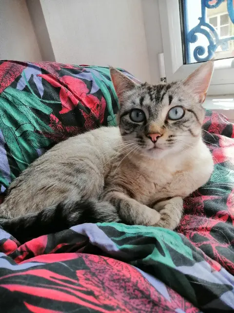 chatte reunited   29100 Douarnenez Easter