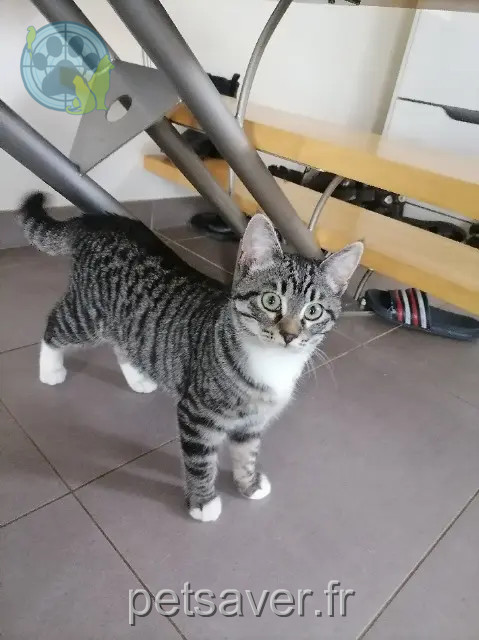 chatte reunited   29850 Gouesnou Fluffy