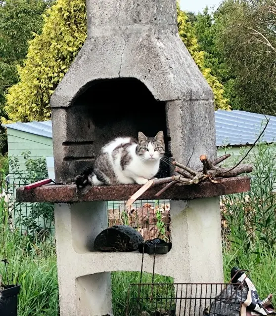 chatte reunited   29720 Plonéour-Lanvern Gina