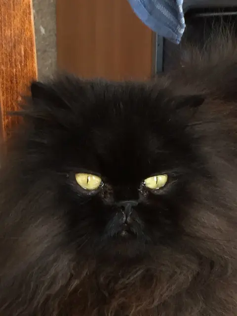 chatte reunited   29246 Poullaouen Josephine