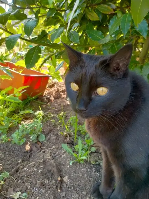 chatte reunited   29910 Trégunc Kitty