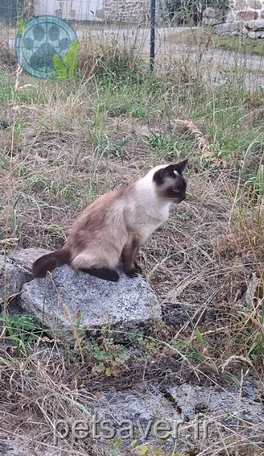 chatte reunited   29780 Plouhinec Lua