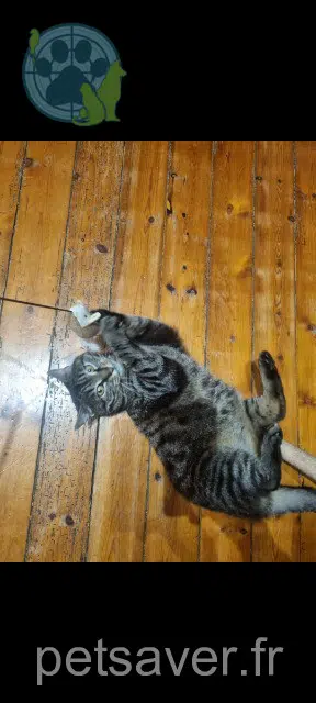 chatte reunited   29300 Mellac Masha