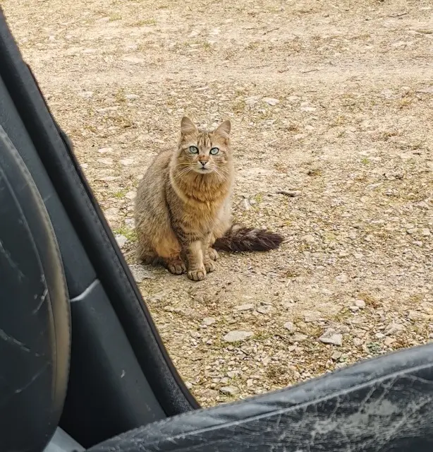 chatte reunited   29710 Plogastel-Saint-Germain Miki