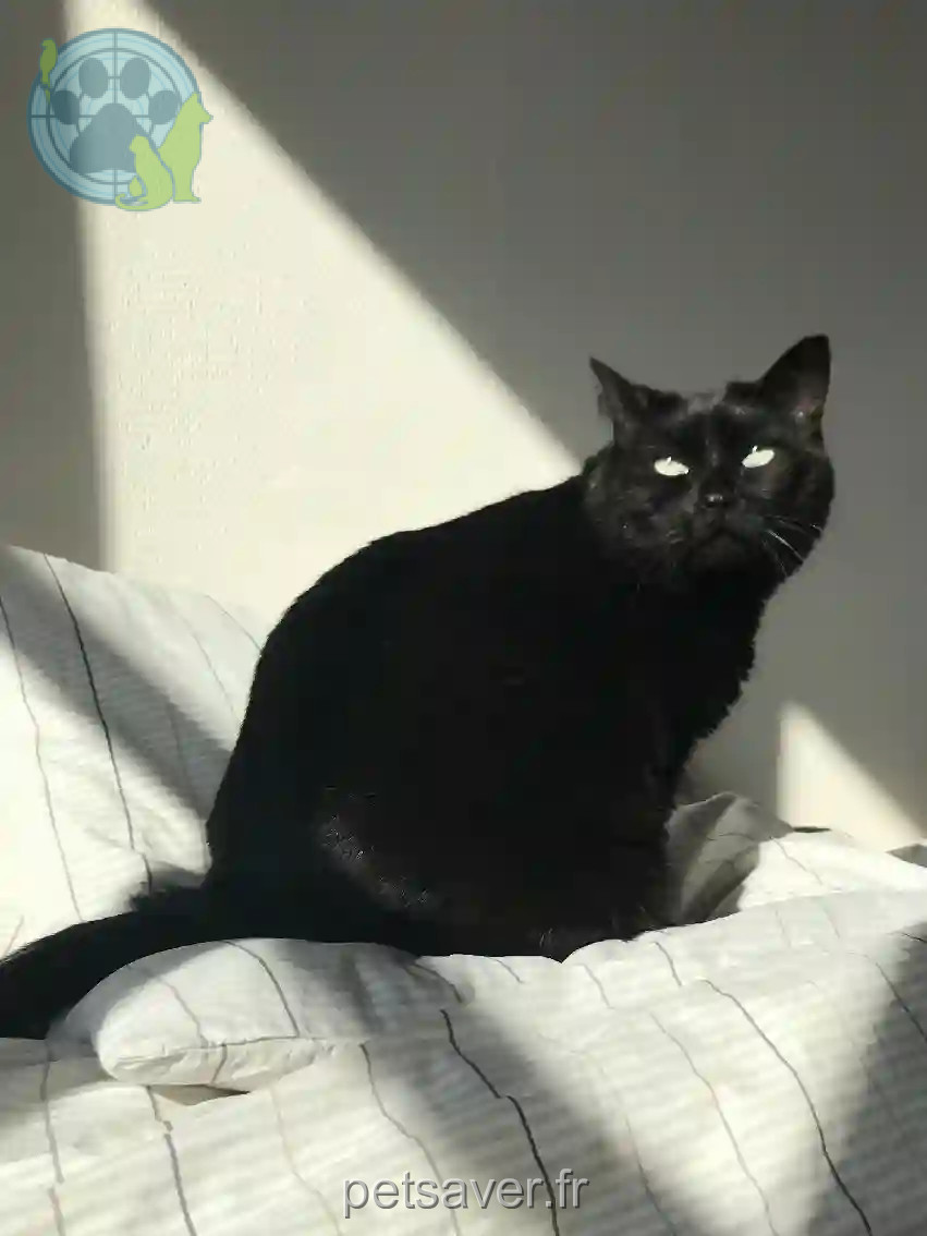 Chatte Trouvée 29 Finistère - Mimine Chatte Trouvée 29 Finistère - Mimine