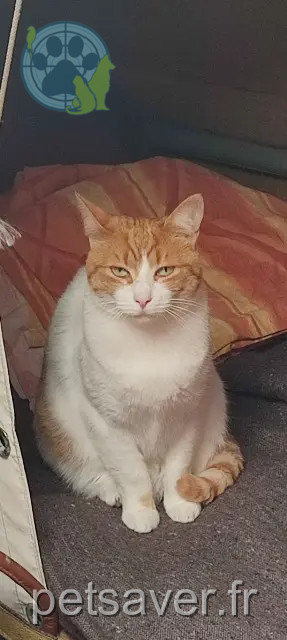 chatte reunited 29120 Combrit Moana
