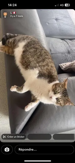 chatte reunited   29260 Lesneven Monroe