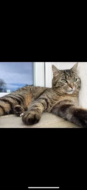 cat reunited   29490 Guipavas Nala