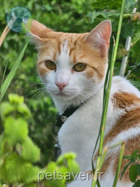 chatte reunited   29280 Locmaria-Plouzané Nala