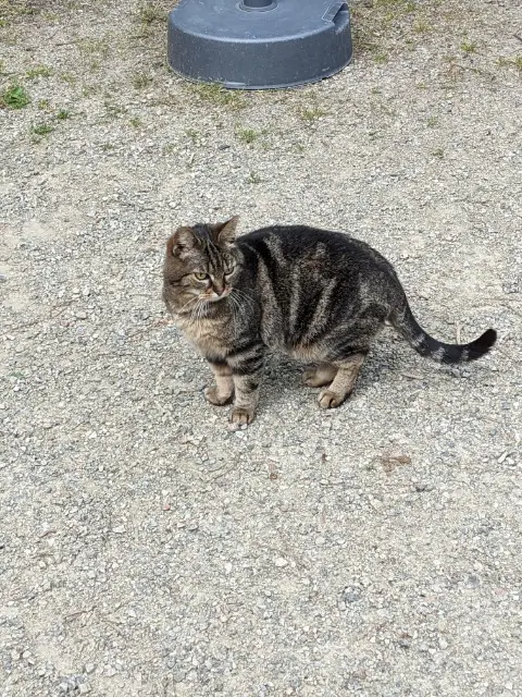 chatte reunited   29180 Locronan Nala
