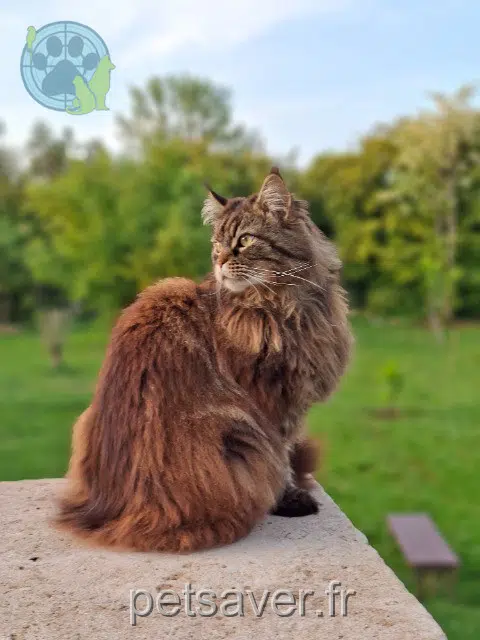 chatte reunited 29241 Locquirec Pamplemousse
