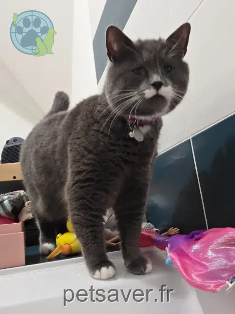 chatte reunited   29300 Baye Pistache