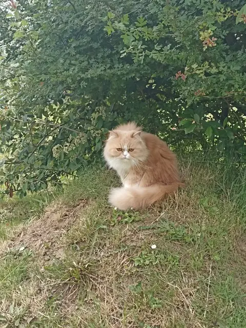 chatte reunited   29470 Plougastel-Daoulas Pépette