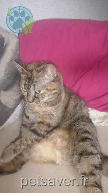 chatte reunited   29760 Penmarc'h Rosalie