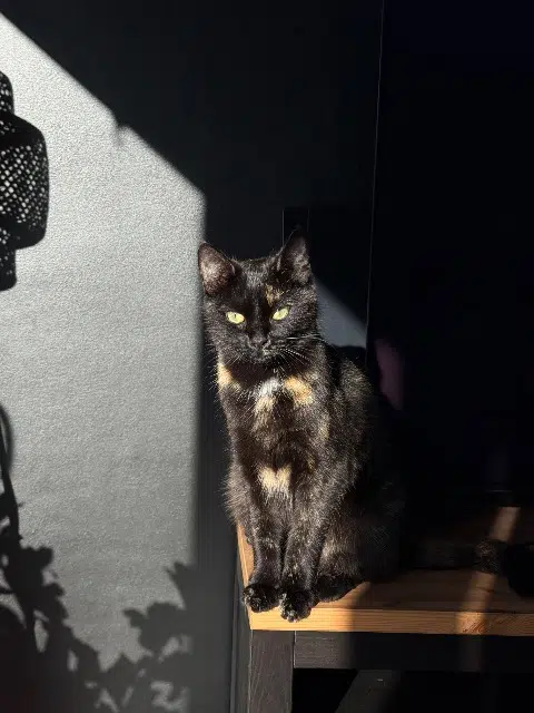 chatte reunited   29410 Saint-Thégonnec Loc-Eguiner Suki