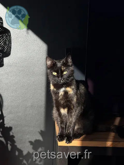 chatte reunited   29410 Saint-Thégonnec Loc-Eguiner Suki