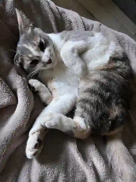 Chatte Trouvée 29 Finistère - Taïga Chatte Trouvée 29 Finistère - Taïga