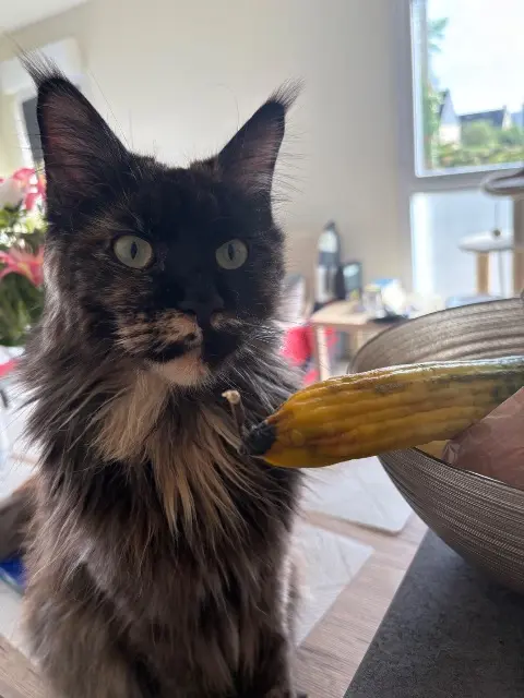 chatte reunited   29490 Guipavas Toscane