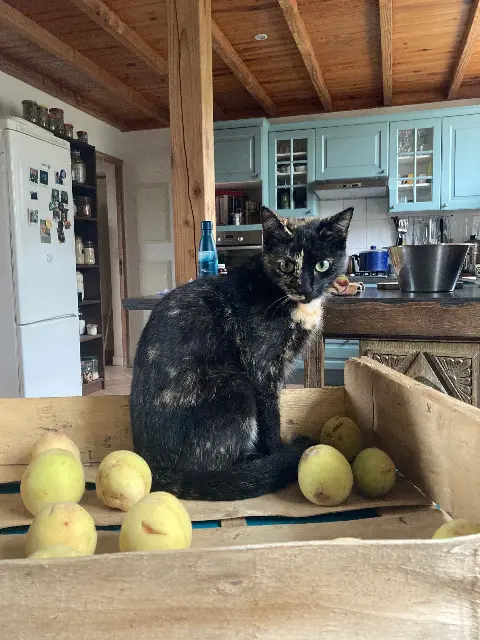 chatte reunited   29710 Plozévet Tsuki