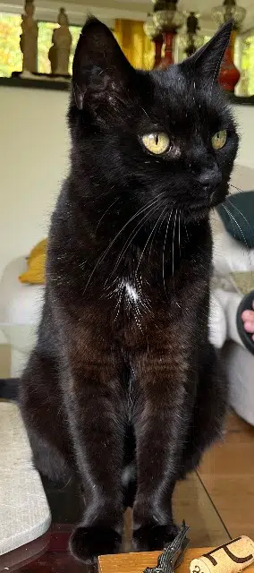 chatte reunited   29600 Morlaix Yodette