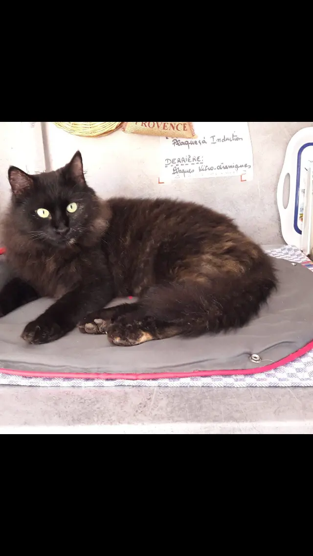 Chatte Perdue 2A Corse-du-Sud - Finette Chatte Perdue 2A Corse-du-Sud - Finette