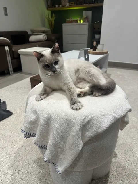 chatte reunited   20167 Cuttoli-Corticchiato Lili