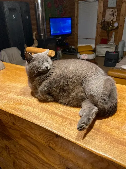 chatte reunited    Bastia Gioia