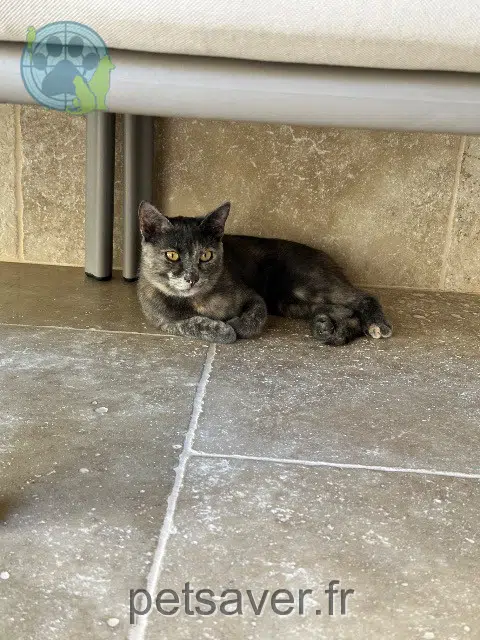 chatte reunited 20620 Biguglia Grizouille