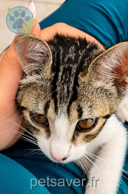 chatte reunited 20290 Lucciana Rose