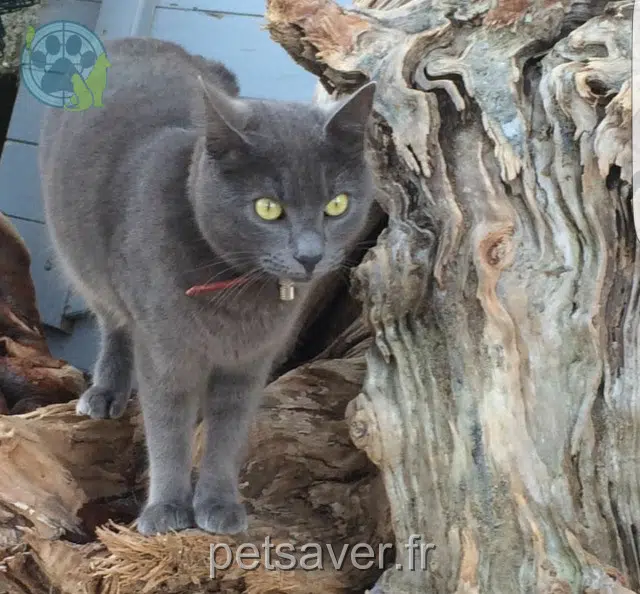 chatte reunited   20213 Sorbo-Ocagnano Peps