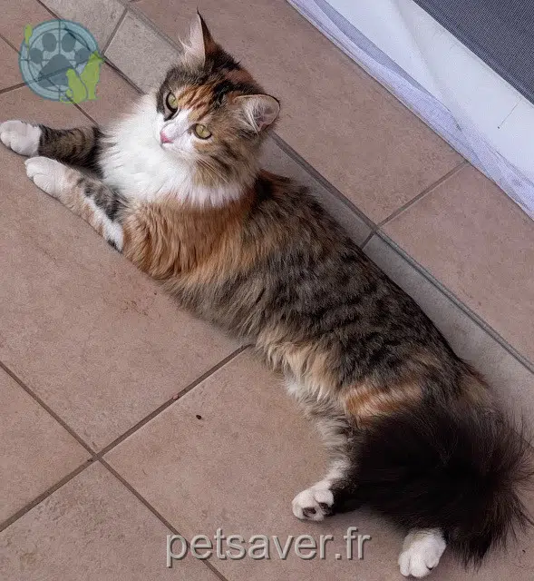 chatte reunited   20213 Sorbo-Ocagnano Razmoket